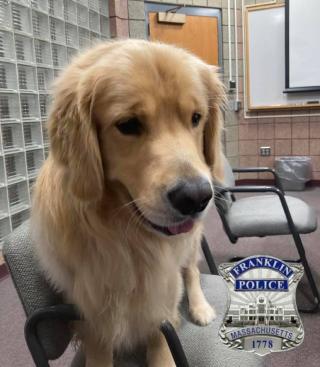 Ben, a golden retriever, sits in an office chair.