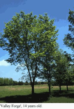 Valley Forge, 14 Years Old