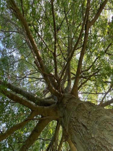 Pin oak (Quercus palustris) at the King Street Memorial Park