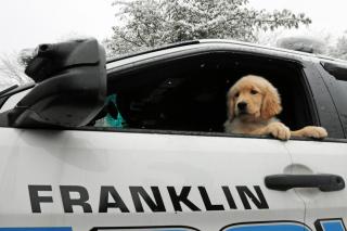 Ben Franklin dog