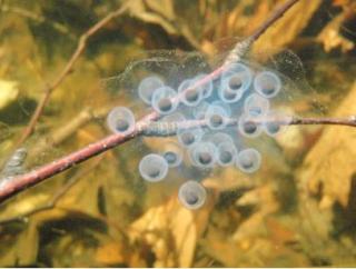 Blue spotted salamander egg mass - Photo by Jacob Kugel