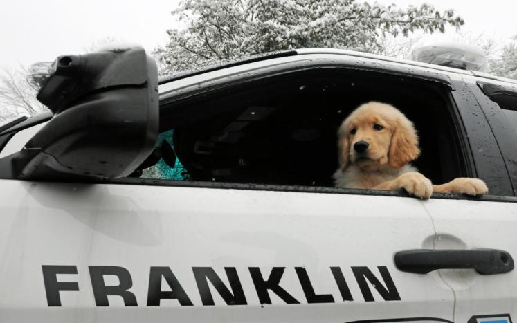 Ben Franklin dog
